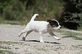 PARSON RUSSEL TERRIER 111